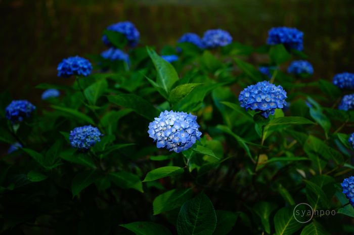 作例アリ SIGMA 28-45mm F1.8 DG DN Art Eマウント用 シグマ SIGMA 28-45mm F1.8 DG DN | Art レビュー ／ 三重 多気